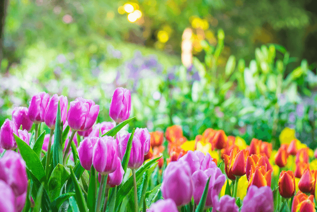 The best things to look forward to in spring